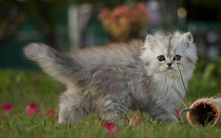 gatito gris, gatito, caminar, esponjoso, Fondo de pantalla HD