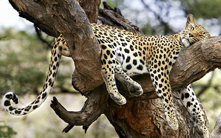 trees leopards Animals Cats HD Art , Trees, Leopards, HD wallpaper