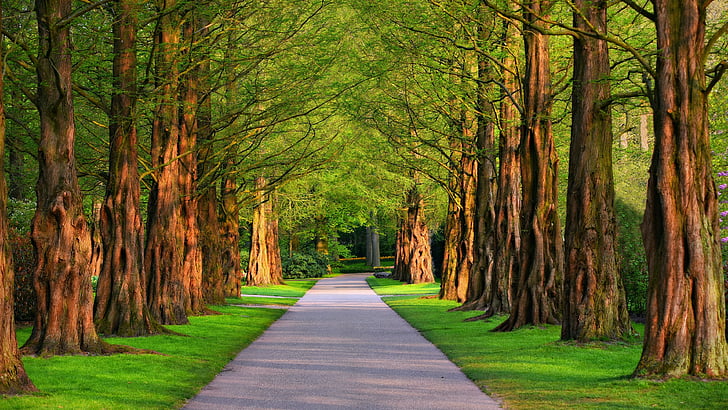 tree lane, walkway, nature, tree, tree alley, path, grove, forest, grass, old growth forest, botanical garden, HD wallpaper
