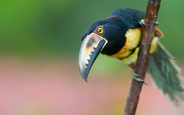 black and yellow bird, toucan, bird, tree, branch, beak, HD wallpaper