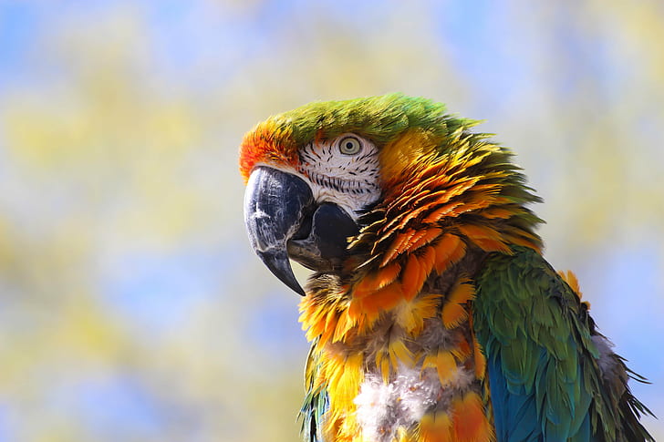 green and yellow parrot, Colorful, green, yellow, parrot, Ystad djurpark, Zoo, ara, blue, colors, orange, bird, animal, nature, macaw, pets, wildlife, beak, multi Colored, tropical Climate, feather, HD wallpaper