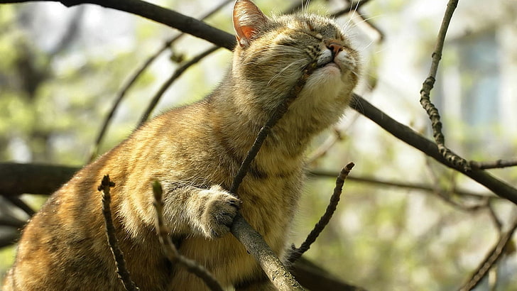 brown and black tabby cat, cat, branch, HD wallpaper