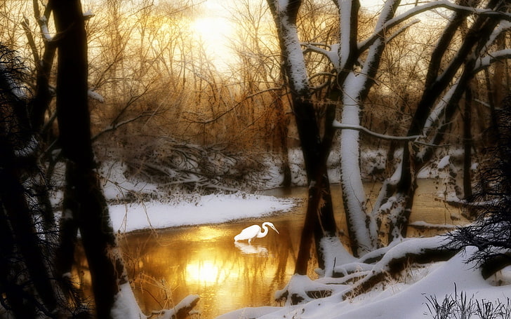 braune blattlose Bäume, Kran, Holz, See, Bäume, Schnee, Winter, HD-Hintergrundbild