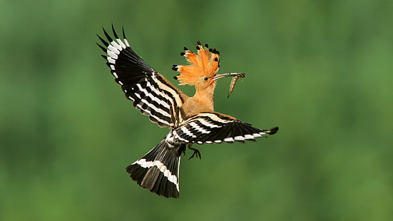 Pássaro, voando, asas, verme, pássaro, voando, asas, verme, HD papel de parede HD wallpaper
