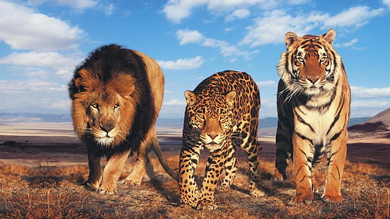 gatos selvagens, selvagens, gatos, tigre, leão, grandes felinos, leopardo, grandes, olhos, savana, animais, HD papel de parede HD wallpaper