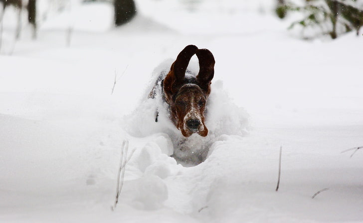 雪の中を走っている犬、大人の黒、黄褐色、白のバセットハウンド、動物、ペット、ランニング、雪、 HDデスクトップの壁紙