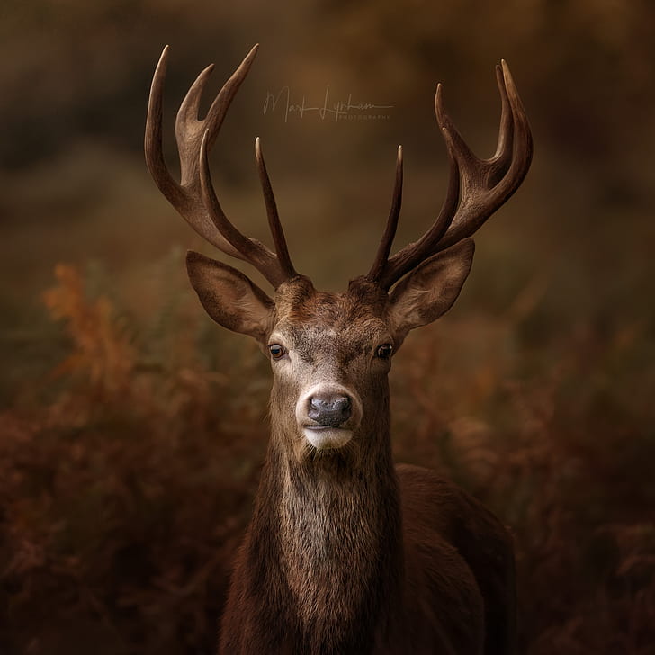 stags, deer, nature, Richmond Park, UK, HD wallpaper