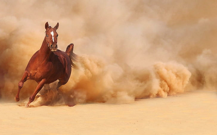 Kuda Berlari Debu, kuda, lari, debu, Wallpaper HD