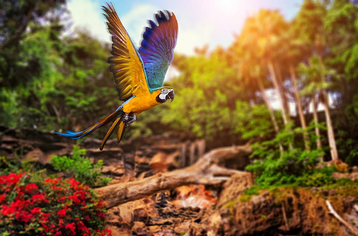 Птици, синьо-жълт ара, полет, джунгла, ара, папагал, слънце, дърво, багажник, крила, HD тапет