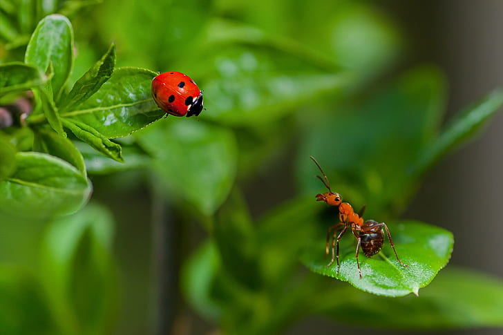 Animal, Ladybug, Ant, Insect, Macro, Nature, HD wallpaper