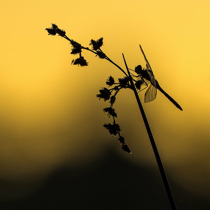 silhouette photo of dragonfly perched on grass, odonate, odonate, nature, sunset, HD wallpaper