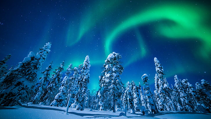 zorza polarna i drzewa pokryte śniegiem zdjęcie, Laponia, Finlandia, zima, śnieg, drzewo, noc, zorza polarna, 5k, Tapety HD