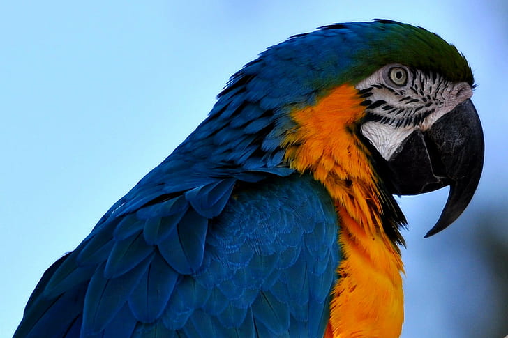 närbild foto av blå och orange papegoja, psittacines, papegoja, psittacines, papegoja, Psittacines, närbild, foto, blå, orange, fågel, ara, djur, natur, näbb, husdjur, djurliv, flerfärgad, fjäder, tropiskt klimat, HD tapet