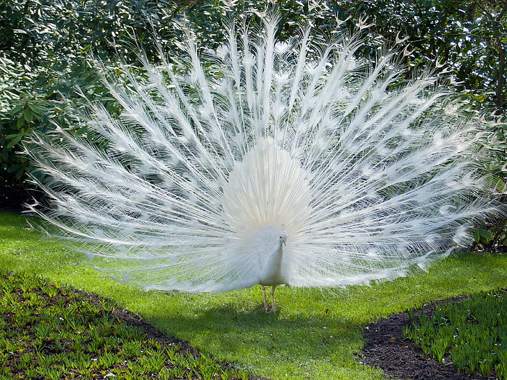 white peacock, bird, peacock, white, HD wallpaper