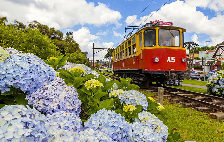 Blumen, Straßenbahn, Brasilien, Hortensie, Campos do Jordao, Capivari Square, Campos Do Jordao, HD-Hintergrundbild