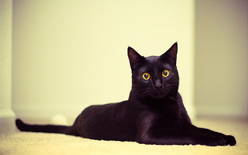 schwarze Bombay-Katze, Katze, schwarze Katze, liegend, schön, HD-Hintergrundbild HD wallpaper