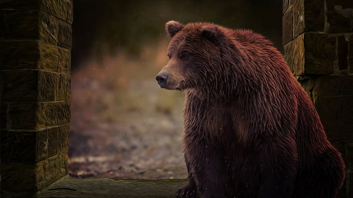 곰, 동물, 모피, 삽화, HD 배경 화면