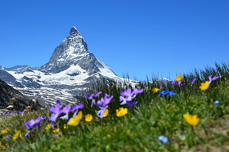 purple and yellow petaled flowers, switzerland, matterhorn, alps, zermatt, mountains, HD wallpaper HD wallpaper