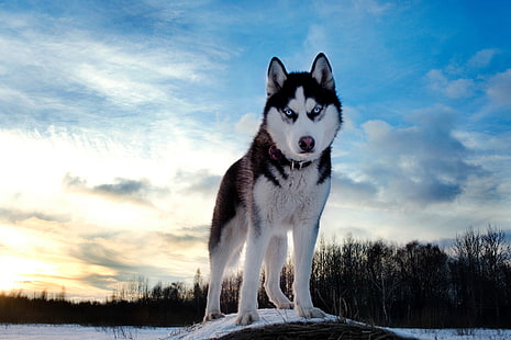 雲風景自然森林動物犬オオカミハスキー日光哺乳類シベリアンハスキー空の景色動物犬HDアート、雲、風景、 HDデスクトップの壁紙 HD wallpaper