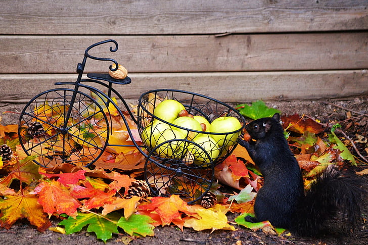 Animal, Squirrel, Apple, Fall, Leaf, HD wallpaper