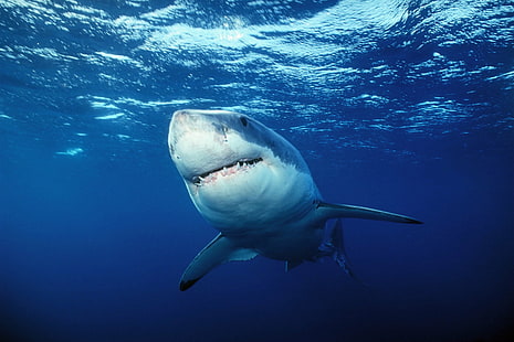 偉大な白いサメの水中、ヘテ、写真、動物、濃い青、青魚、偉大な白いサメ、ラムネ科、誰も、海、屋外、捕食、水中、水、海、動物、自然、青、肉食動物、野生動物の写真、 HDデスクトップの壁紙 HD wallpaper