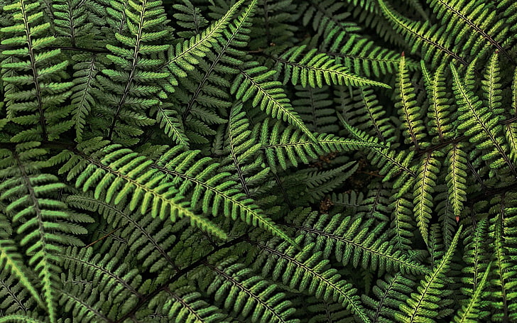green fern plants, nature, ferns, leaves, plants, HD wallpaper