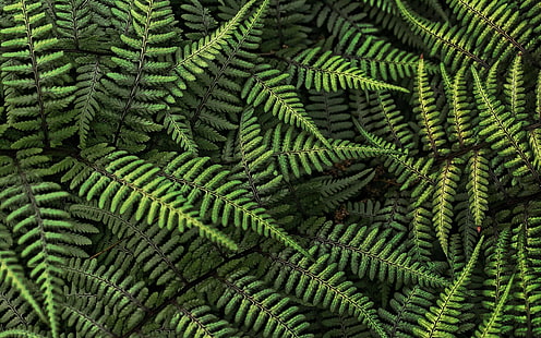 зелени папратови растения, природа, папрати, листа, растения, HD тапет HD wallpaper