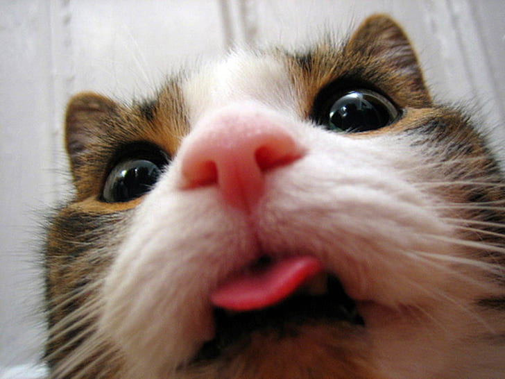 혀를 핥는 근접 촬영 고양이 동물 1024x768 동물 고양이 HD 아트, 고양이, 근접, HD 배경 화면