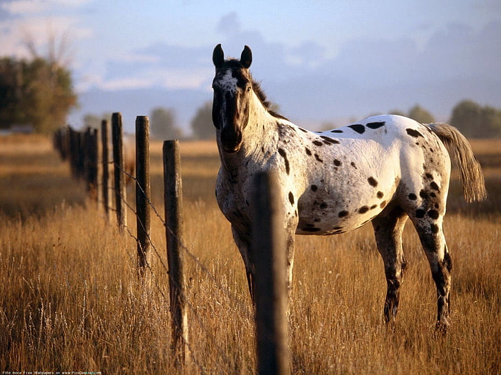 decoro testa di animale bianco e nero, cavallo, animali, recinzione, Sfondo HD