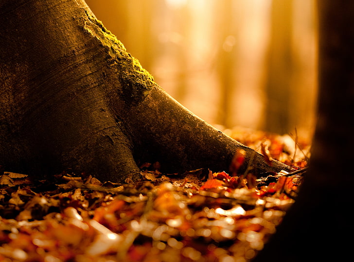 Fallen Leaves Covering The Ground, brown tree trunk, Seasons, Autumn, Leaves, Fallen, Ground, Covering, HD wallpaper