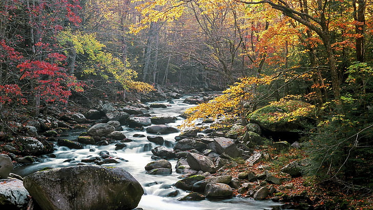 Little River, Tremont, Great Smoky Mountains National Park, Тенеси., Цвят, скала, есен, дърво, река, листа, есен, поток, 3d и абстрактно, HD тапет