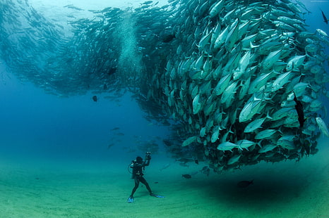 Fisch, Pack, der Taucher, unter Wasser, kann nicht, HD-Hintergrundbild HD wallpaper