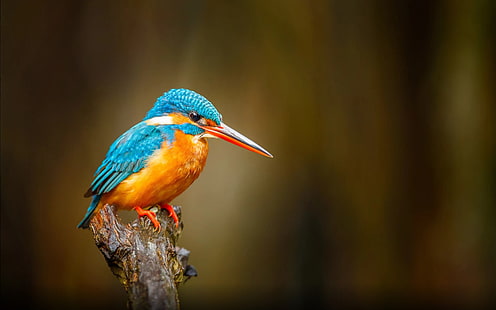 Kingfisher Orange Blue Bird River Bentota في سريلانكا خلفيات عالية الدقة لسطح المكتب للهواتف المحمولة والكمبيوتر 3840 × 2400، خلفية HD HD wallpaper