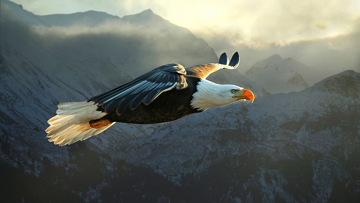 black and white American eagle, animals, nature, eagle, bald eagle, HD wallpaper