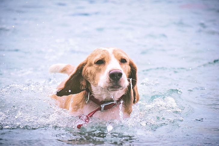 beagle, anjing, anjing berenang, Wallpaper HD