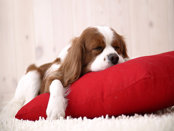 Yastıkta köpek uykusu, uzun kaplamalı beyaz ve kahverengi köpek, Hayvanlar, Köpek, HD masaüstü duvar kağıdı