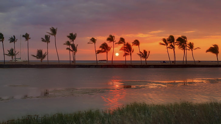 coconut trees, landscape, windy, palm trees, coast, sunset, HD wallpaper