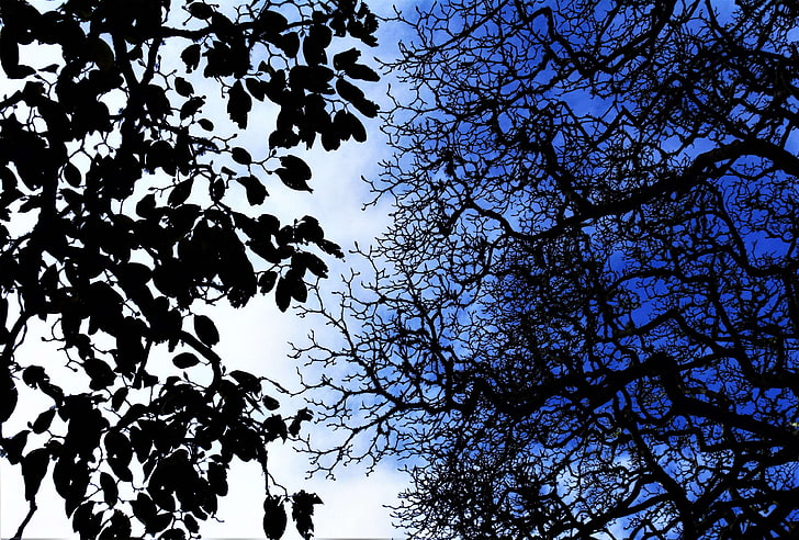 black, blue, branches, leaves, lines, nature, silhouette, sky, split, tree, trees, two sides, white, HD wallpaper