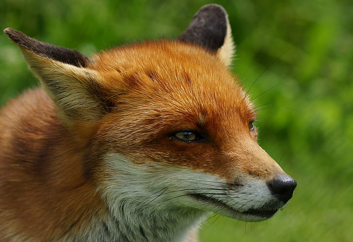 closeup photography of brown and white fox, flo, flo, closeup photography, brown, white fox, British  Wildlife  Centre, Newchapel  Surrey, Vixen, Vulpes, Trimming, animal, fox, nature, wildlife, mammal, red Fox, carnivore, outdoors, grass, HD wallpaper