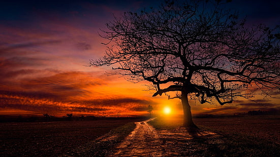ensamt träd, ensamt träd, solnedgång, orange himmel, röd himmel, himmel, glöden, horisont, grusväg, fält, träd, sol, skymning, kväll, gren, HD tapet HD wallpaper