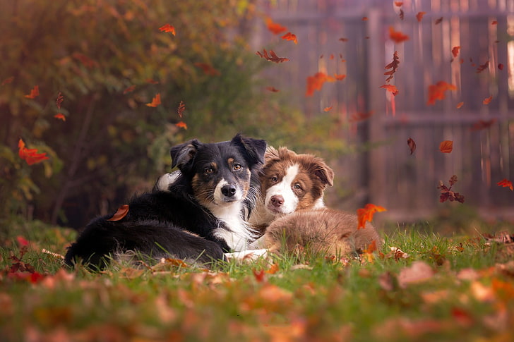 deux chiens noirs et bruns à poil long, animaux, automne, feuilles, chien, extérieur, herbe, Fond d'écran HD