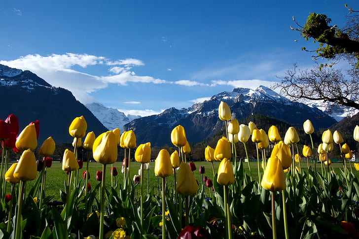 patch of Yellow-and-Red Tulips shown at daytime, Natural, Eye, Treatment, patch, Yellow, Red, Tulips, daytime, Panasonic  Lumix  GH2, flower, tulip, mountain, landscape, interlaken, switzerland, nature, alpen, swiss, europe, Suisse, Schweiz, outdoors, HD wallpaper