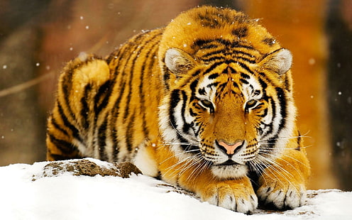 Siberian Snow Tiger, siberian, tiger, snow, tigers, HD wallpaper HD wallpaper