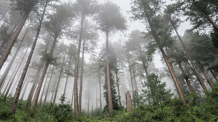дърво, гора, Пакистан, гориста местност, мъглив, избледнява, природен резерват, стара гора, склонове, горичка, мъгла, мъгла, HD тапет
