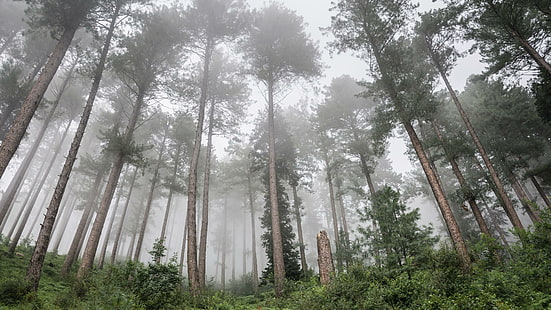 árbol, bosque, Pakistán, bosque, brumoso, desvanecerse, reserva natural, bosque antiguo, ladera, arboleda, niebla, niebla, Fondo de pantalla HD HD wallpaper