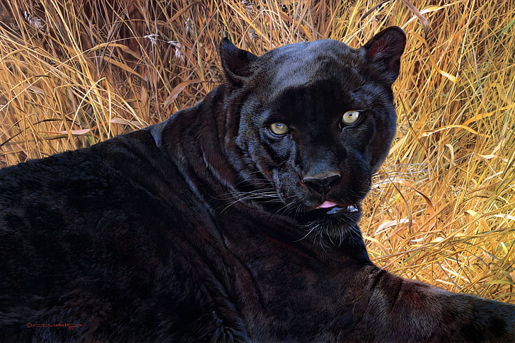 black panther, panther, grass, face, teeth, aggression, HD wallpaper