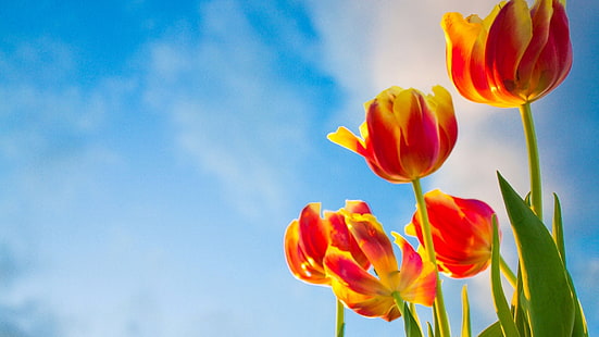 yellow-and-red flowers, the sky, flowers, background, widescreen, Wallpaper, tulips, full screen, HD wallpapers, fullscreen, HD wallpaper HD wallpaper