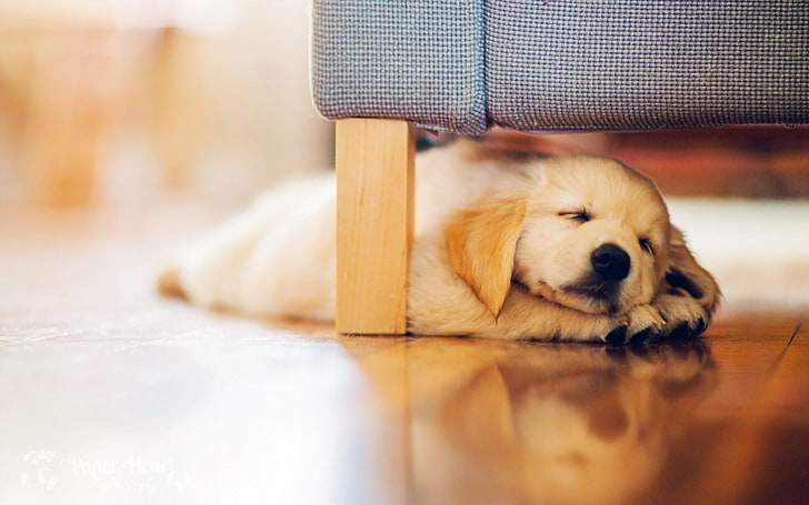 puppy retriever rest-Animal Photo Wallpaper, golden retriever puppy, HD wallpaper