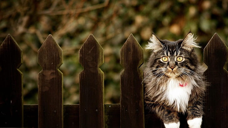 Cats, Cat, Fence, Tortoiseshell Cat, HD wallpaper