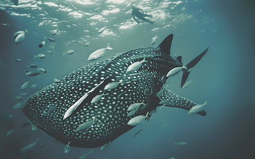 fotografia, wieloryb, rekin wielorybi, rekin, ryby, zwierzęta, podwodne, życie morskie, Tapety HD HD wallpaper
